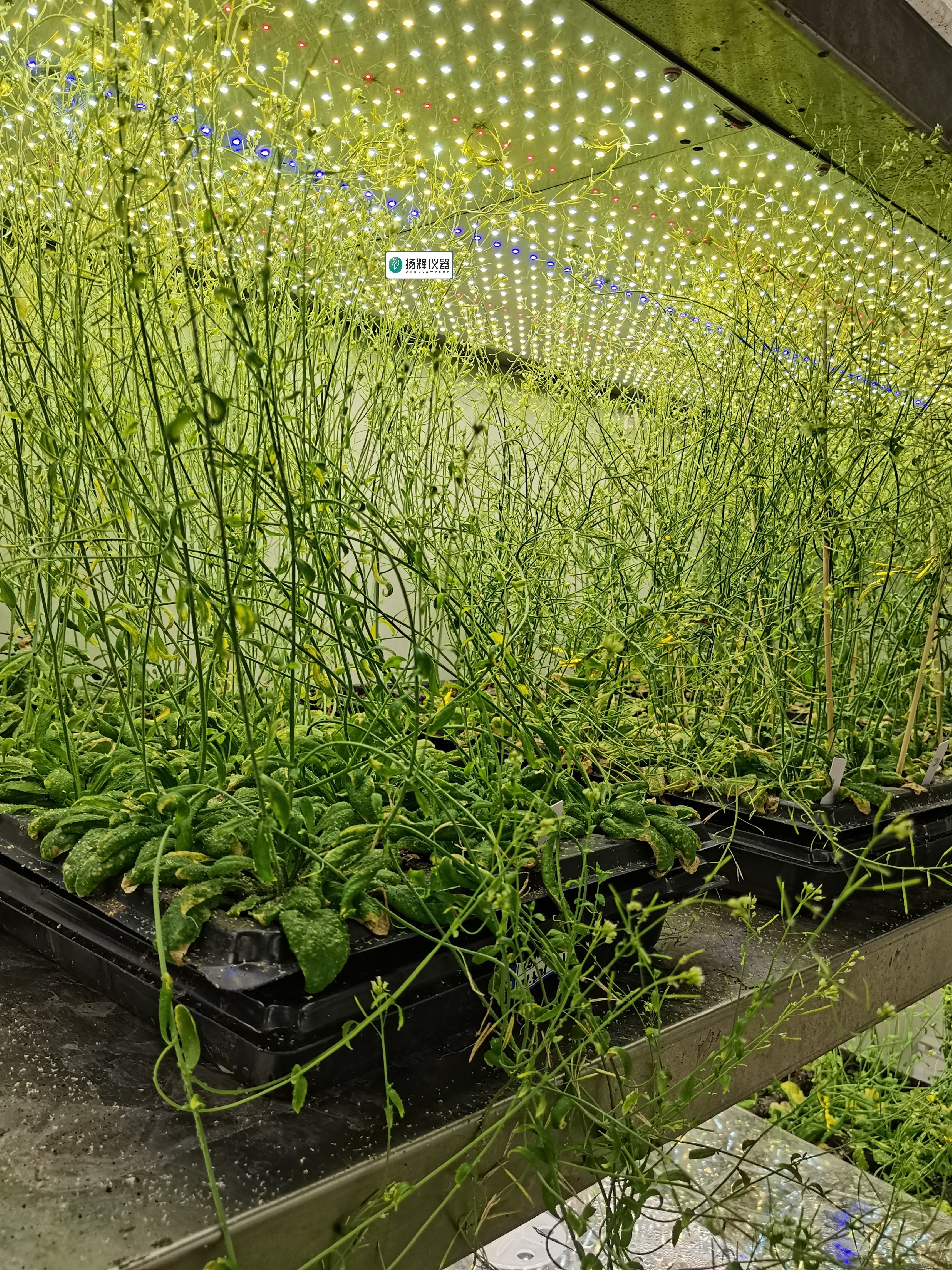 1668848420426431.jpg 擬南芥3.jpg