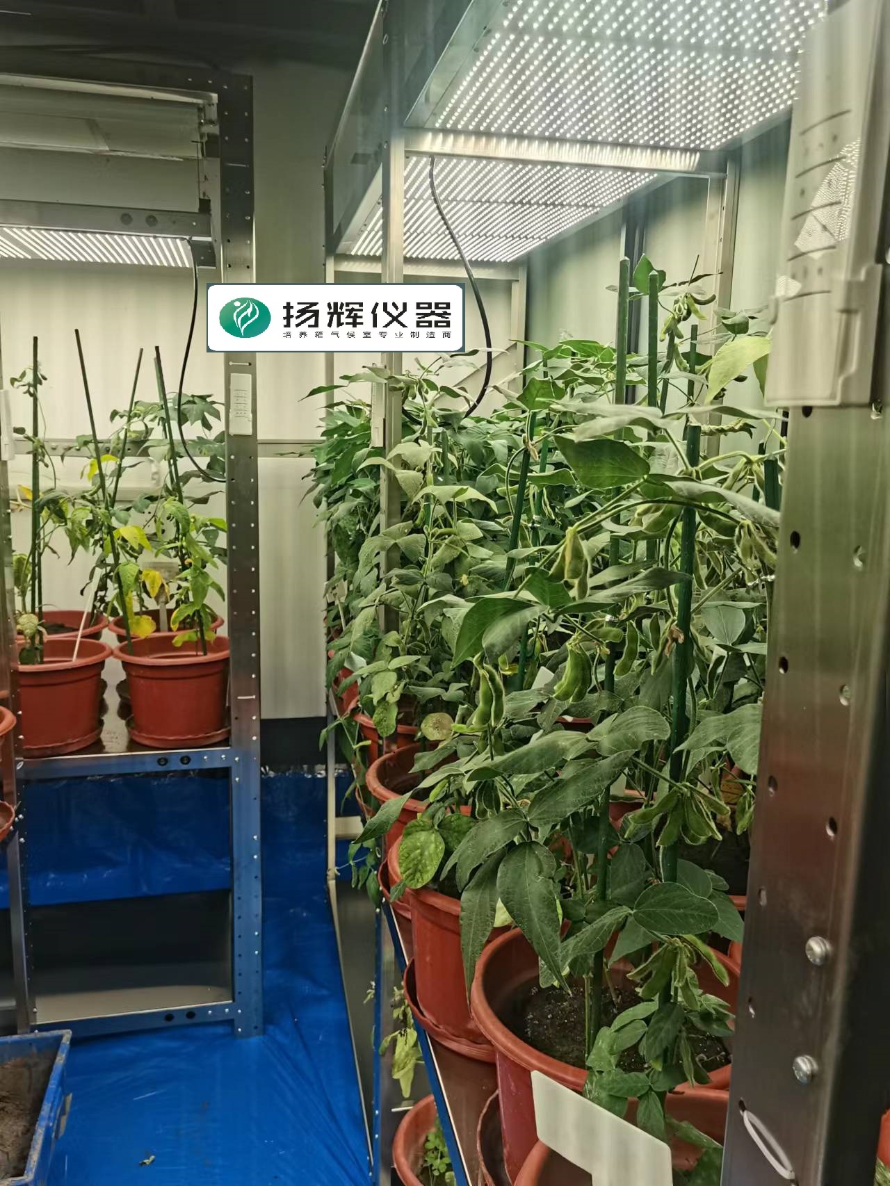 1668911092186346.jpg 大豆2.jpg