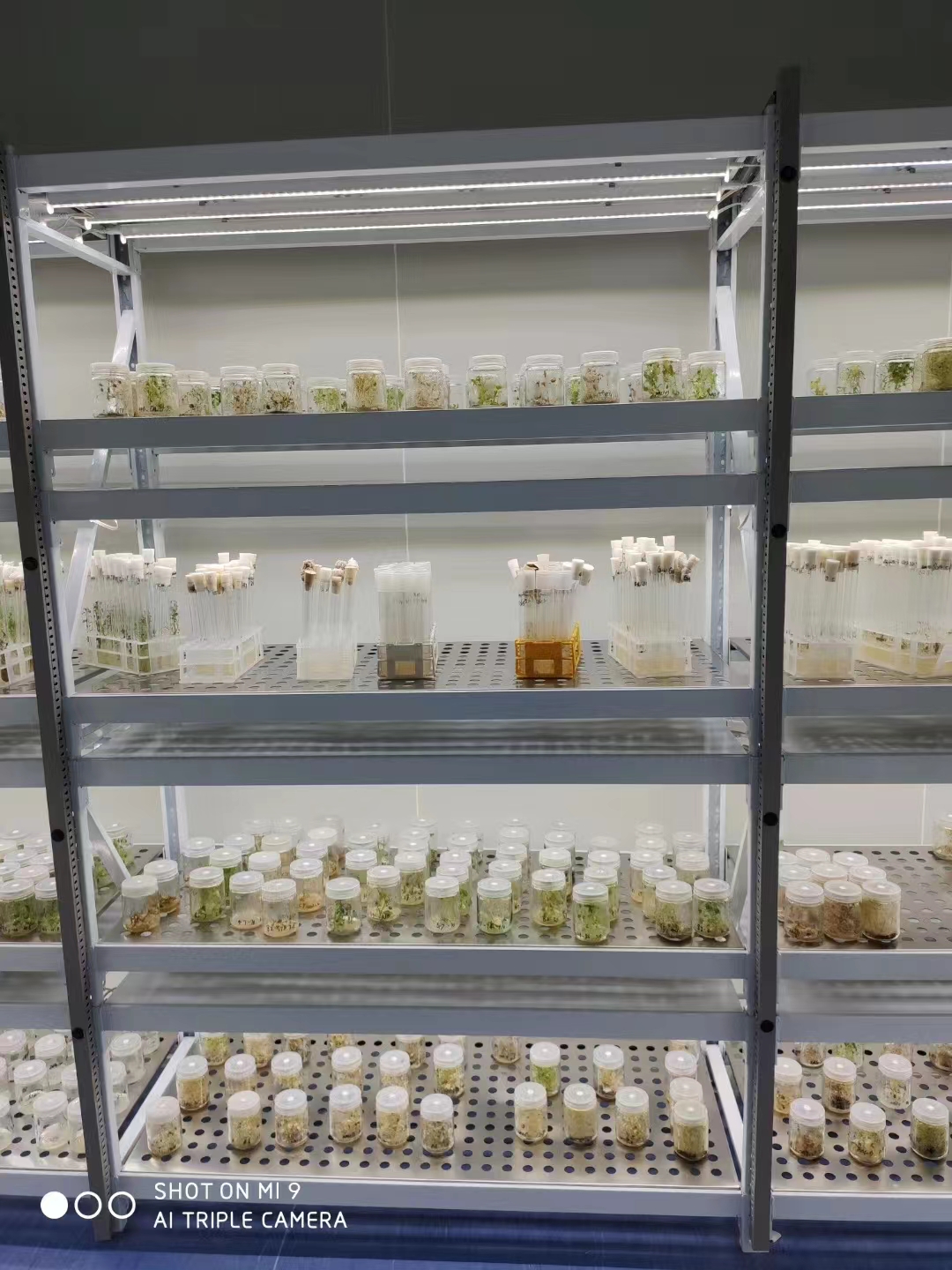 1668911802126057.jpg 組培2.jpg