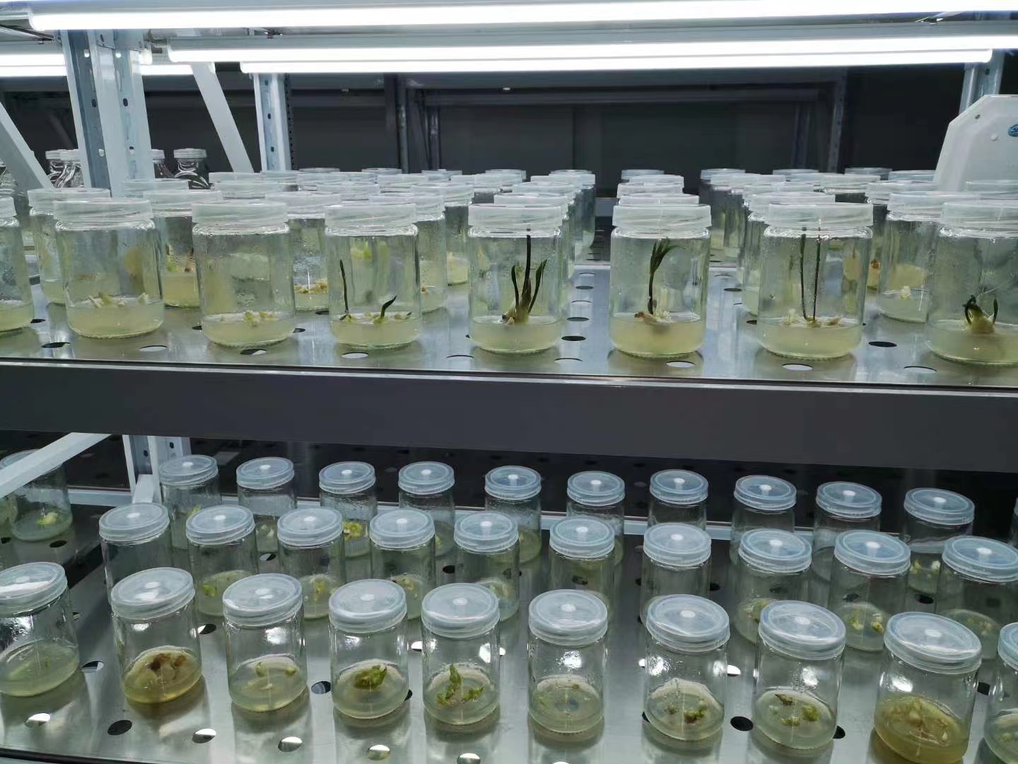 1668912020183786.jpg 組培5.jpg